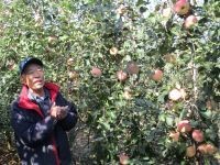 リンゴの写真です。