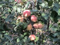 リンゴの写真です。