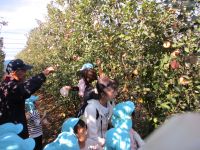 リンゴの収穫の写真です。