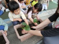 写真：苗植え2