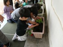 写真：苗植え8