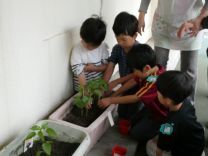 写真：苗植え9