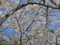 桜の写真