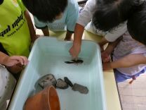 写真：ザリガニ1