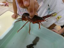 写真：ザリガニ3
