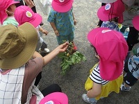 写真：じゃがいも掘りの様子5