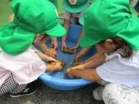 写真：じゃがいも洗いの様子1