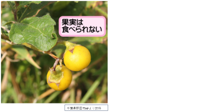 ワルナスビの実